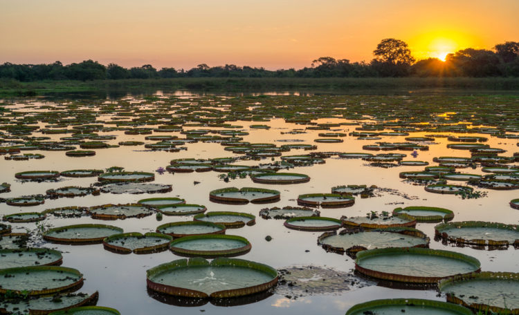 Забележителности в Бразилия - Pantanal