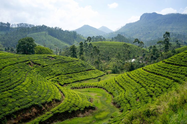 Чаени плантации Nuwara Eliya - Забележителности в Шри Ланка