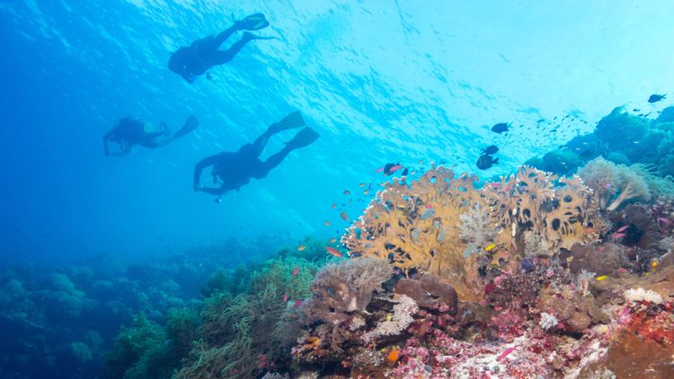 Морски парк Tubbataha Reef - Забележителности на Филипините