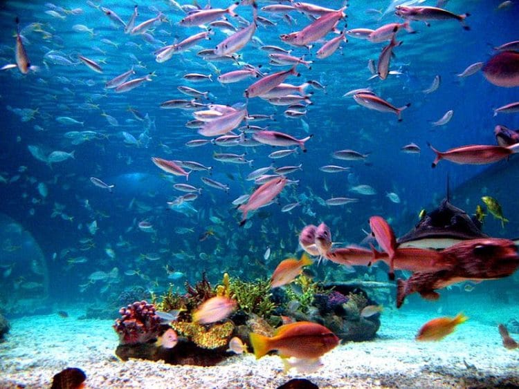 Manila Ocean Park - Забележителности във Филипините