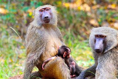 Menagesha sub forest Day trip