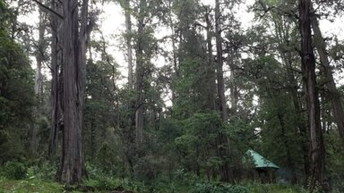 Menagesha sub forest Day trip