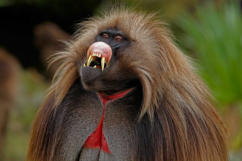 Menagesha sub forest Day trip