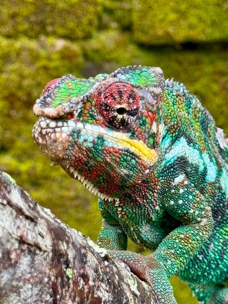 Chameleon
