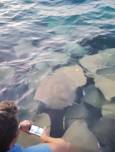 Stingrays point📍 黃貂魚/蝠鱝 📍