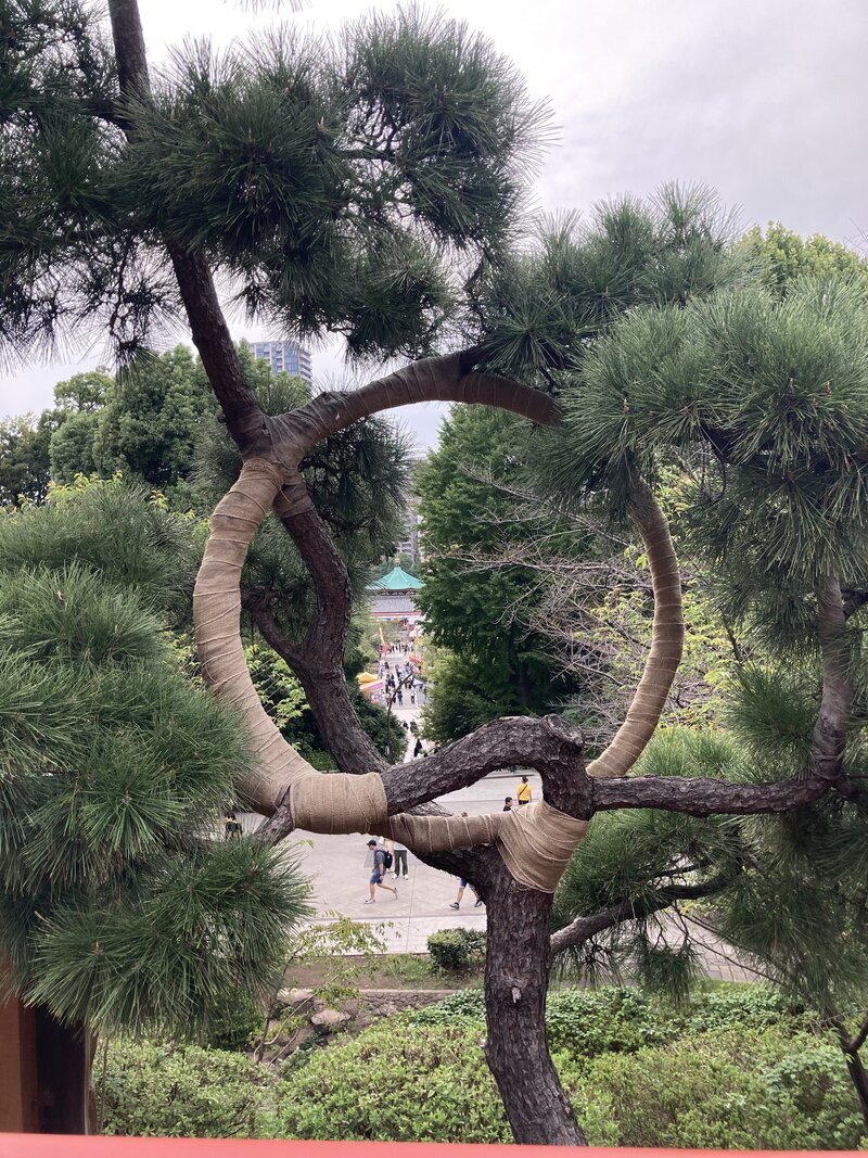 Лунная Сосна