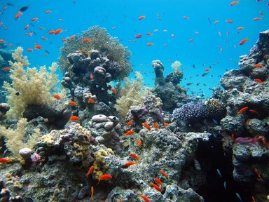 Коралловые рифы возле Белого острова