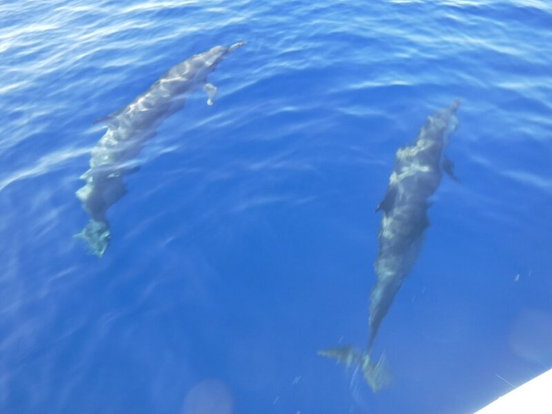 Дельфины в море