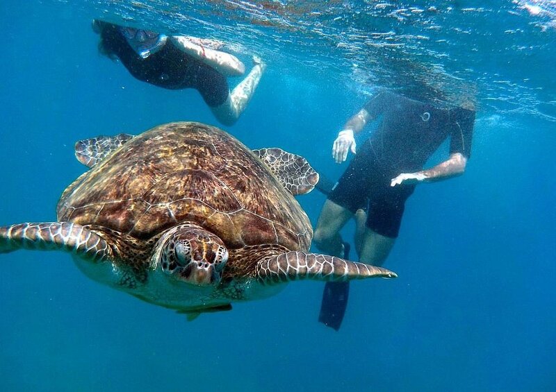 Зеленая черепаха