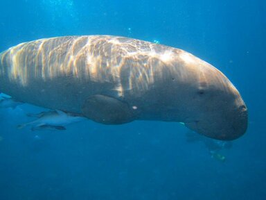 Дюгонь (морская корова)