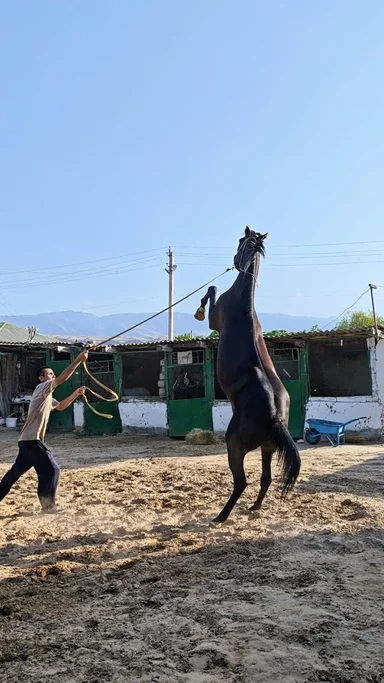 Конюшня Ахалтекинских лошадей 