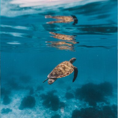 частная экскурсия в Акумале "Подводный Мир Юкатана/ Снорклинг с Черепахами"