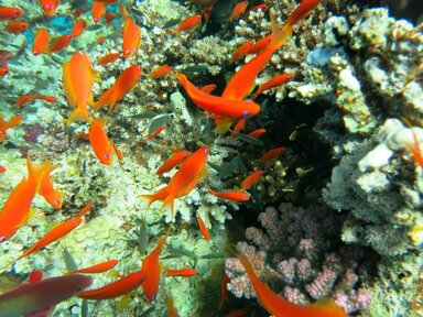 Риф возле острова Тиран