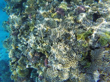 Коралловый риф