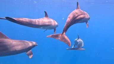 Дельфины