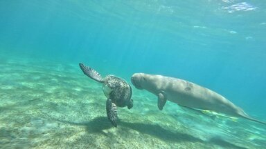 Дюгони и морская черепаха