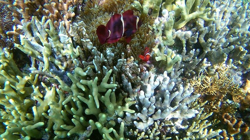 Коралловый риф