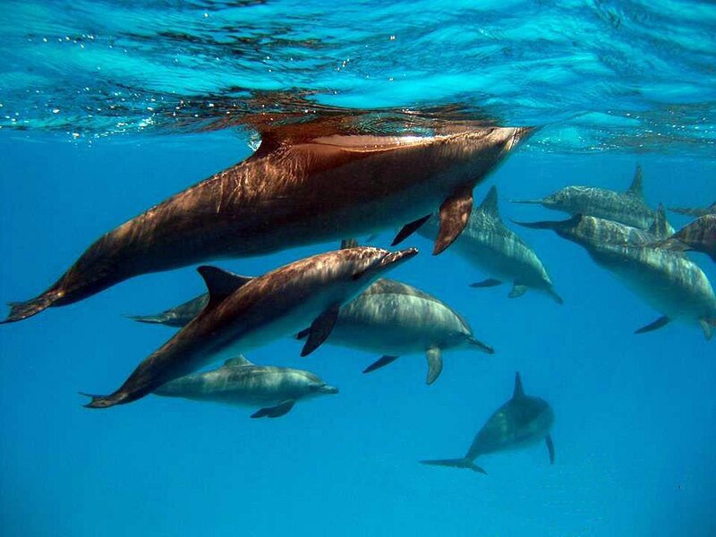 Дельфины