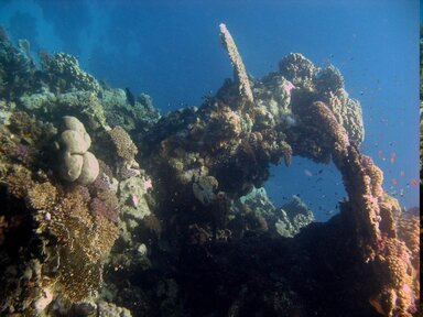 Коралловые рифы