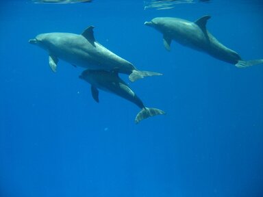 Дельфины