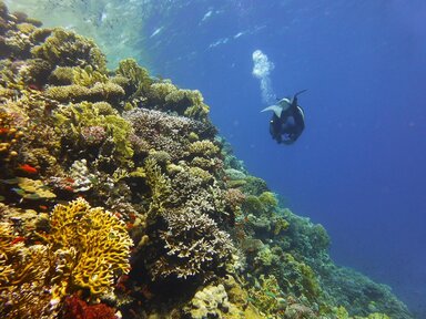 Коралловый риф