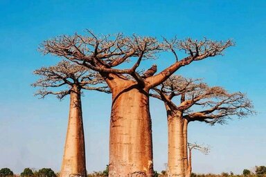 Morondava Baobabs