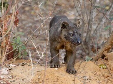 Fossa's Kirindy Forest