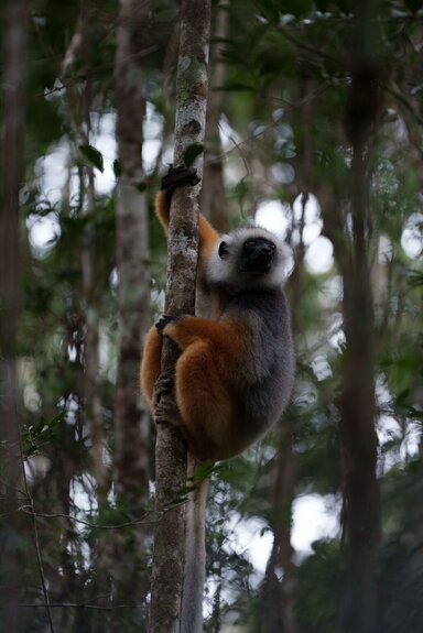 Verreaux's Sifaka