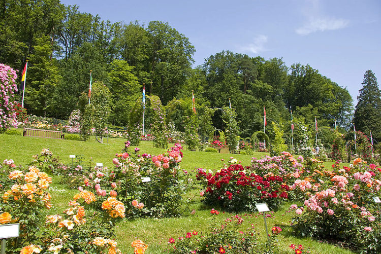 Сад роз в городе Баден-Баден, в Германии Rose Garden в городе Баден-Баден, в Германии